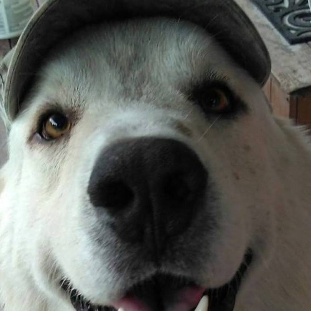 Meet your Posher, Suzy